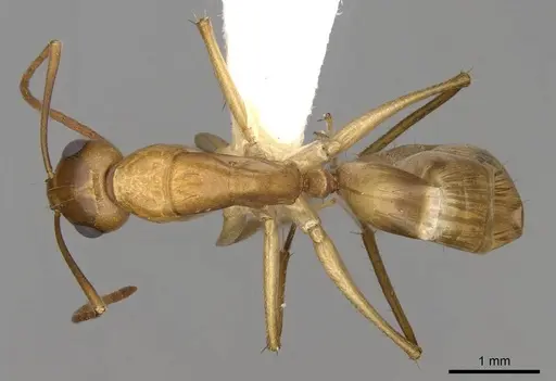 Camponotus nasutus - CASENT0906887