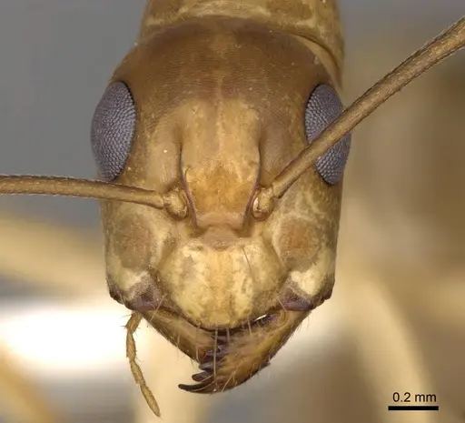 Camponotus nasutus - CASENT0906887
