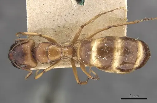 Camponotus nasutus - CASENT0910547