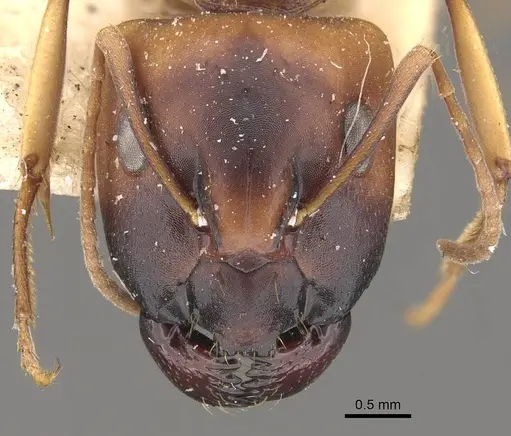 Camponotus nasutus - CASENT0910547