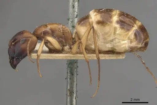 Camponotus nasutus - CASENT0910547