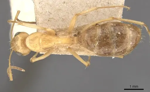 Camponotus nasutus - CASENT0910548