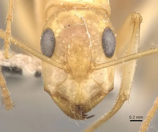 Camponotus nasutus - CASENT0910548