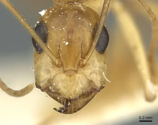 Camponotus nasutus - CASENT0911710
