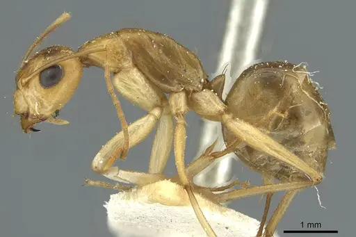 Camponotus nasutus - CASENT0911710