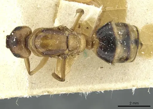 Camponotus nasutus - CASENT0911711