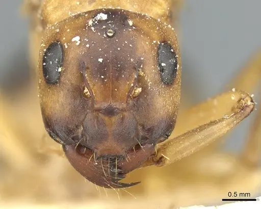 Camponotus nasutus - CASENT0911711
