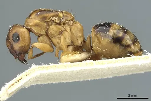 Camponotus nasutus - CASENT0911711