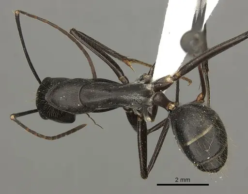 Camponotus natalensis specimen