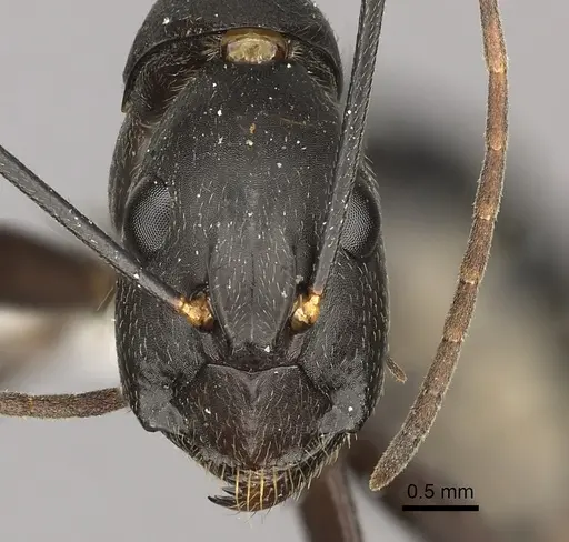 Camponotus natalensis specimen