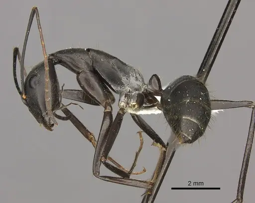 Camponotus natalensis specimen