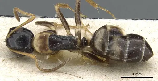 Camponotus nawai specimen