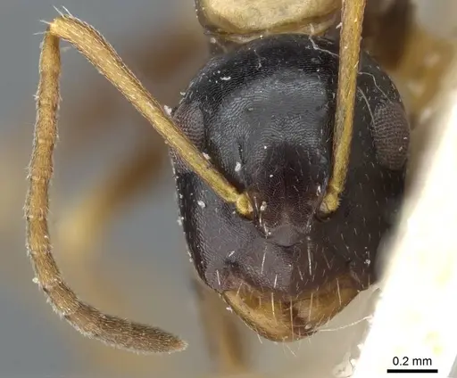 Camponotus nawai specimen
