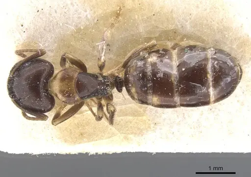 Camponotus nawai - CASENT0911662