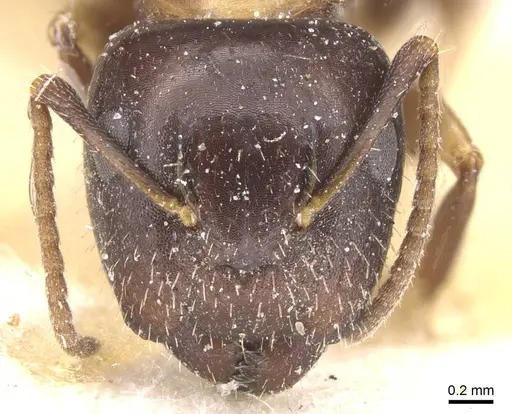 Camponotus nawai - CASENT0911662