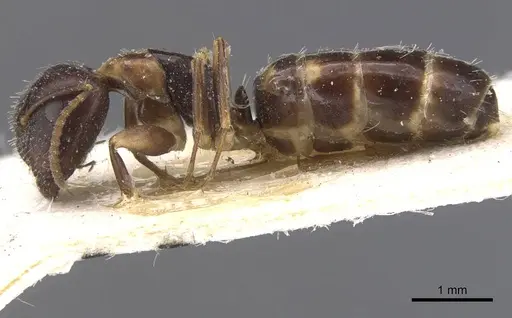 Camponotus nawai - CASENT0911662