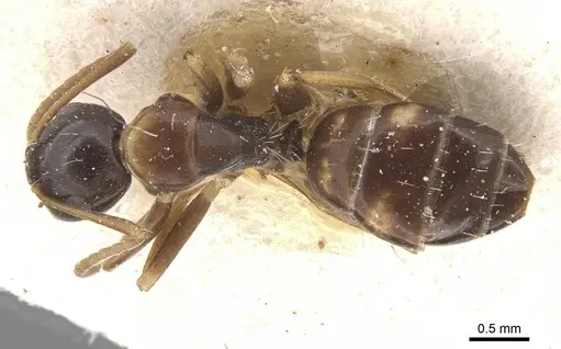 Camponotus nawai - CASENT0911663