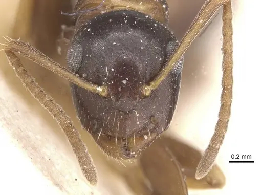 Camponotus nawai - CASENT0911663