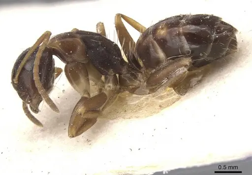 Camponotus nawai - CASENT0911663