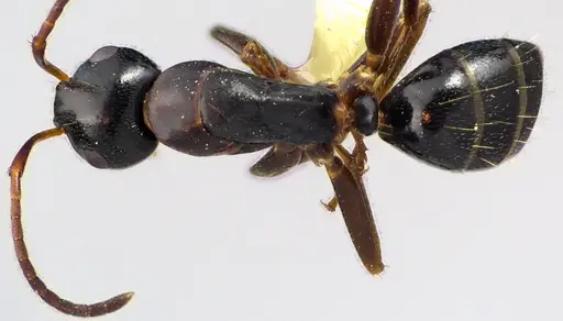 Camponotus nearcticus specimen