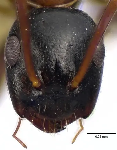 Camponotus nearcticus specimen