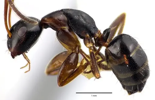Camponotus nearcticus specimen
