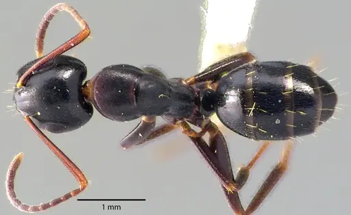 Camponotus nearcticus - ANTWEB1041725