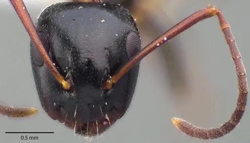 Camponotus nearcticus - ANTWEB1041725