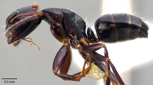 Camponotus nearcticus - ANTWEB1041725