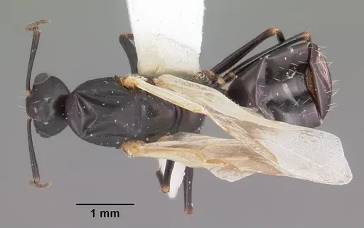 Camponotus nearcticus - CASENT0102697