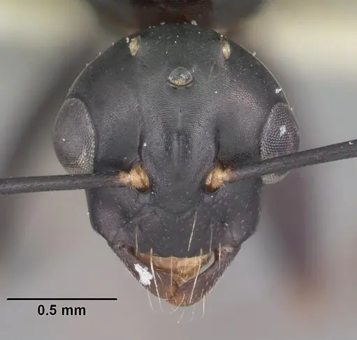 Camponotus nearcticus - CASENT0102697
