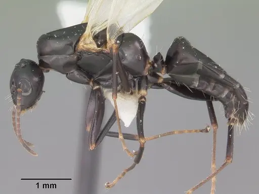 Camponotus nearcticus - CASENT0102697