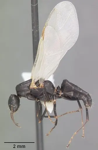Camponotus nearcticus - CASENT0102697