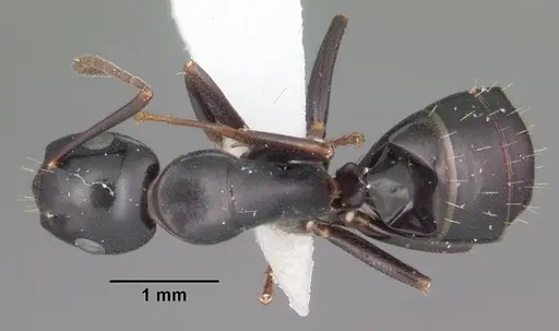 Camponotus nearcticus - CASENT0103685