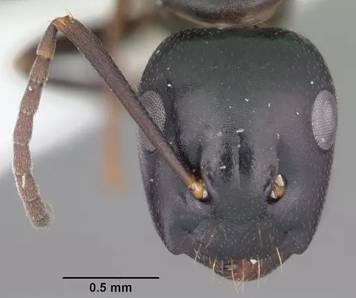 Camponotus nearcticus - CASENT0103685