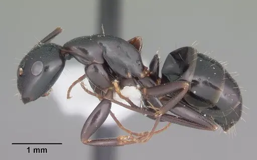 Camponotus nearcticus - CASENT0103685