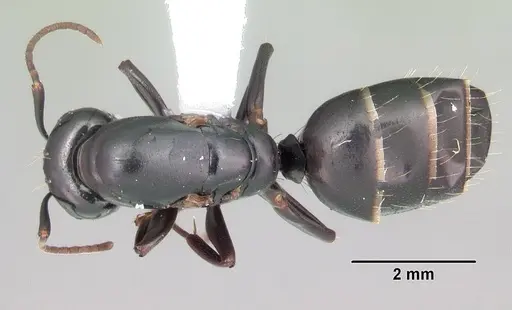 Camponotus nearcticus - CASENT0103688