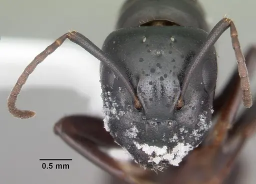 Camponotus nearcticus - CASENT0103688