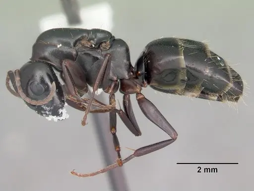 Camponotus nearcticus - CASENT0103688