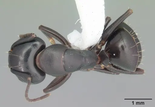 Camponotus nearcticus - CASENT0103689