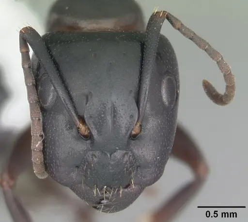 Camponotus nearcticus - CASENT0103689