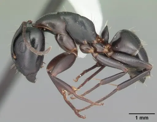 Camponotus nearcticus - CASENT0103689