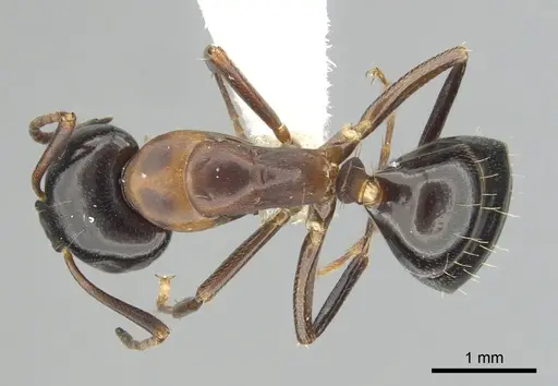 Camponotus nearcticus - CASENT0249370