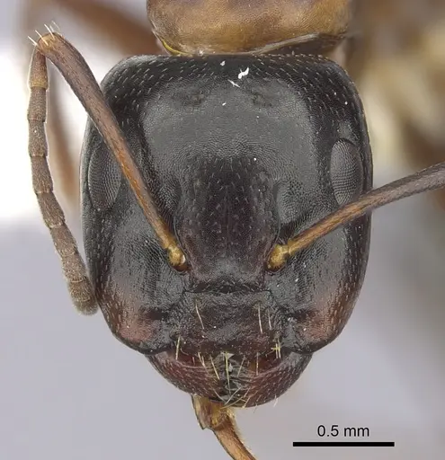 Camponotus nearcticus - CASENT0249370