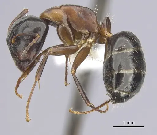 Camponotus nearcticus - CASENT0249370