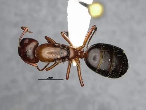 Camponotus nearcticus - CASENT0628544
