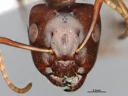 Camponotus nearcticus - CASENT0628544