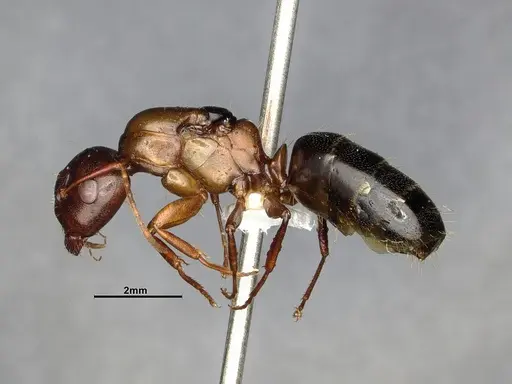 Camponotus nearcticus - CASENT0628544