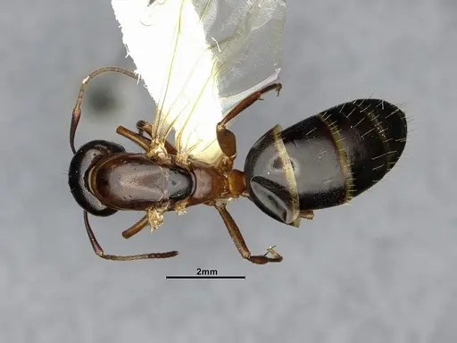 Camponotus nearcticus - CASENT0650182