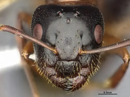 Camponotus nearcticus - CASENT0650182